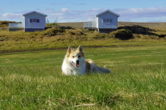 Sumar_beindalsholt_02